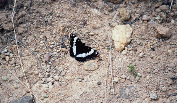 10 - Butterfly in Owyhee canyon